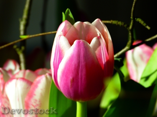 Devostock Tulip Blossom Bloom Pink 7