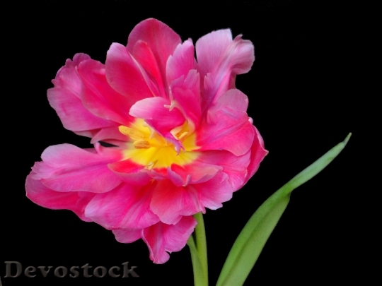 Devostock Tulip Blossom Bloom Pink