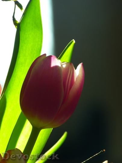 Devostock Tulip Blossom Bloom Pink 8