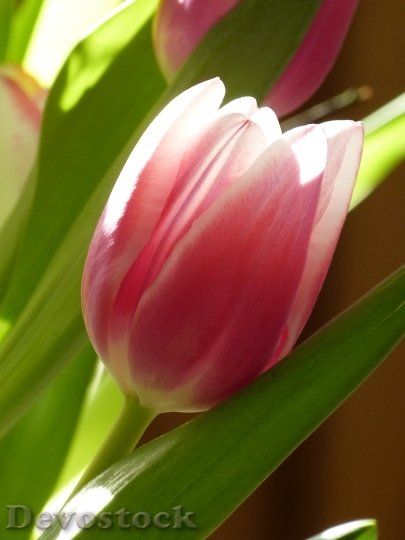 Devostock Tulip Blossom Bloom Pink 9