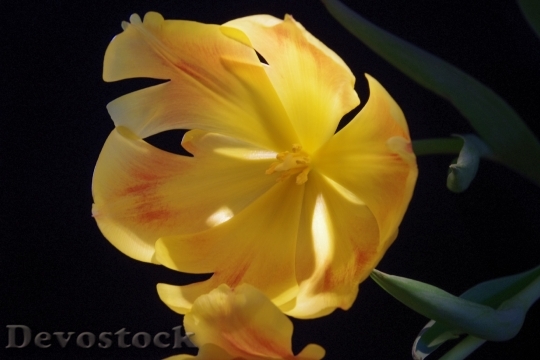 Devostock Tulip Blossom Bloom Plant
