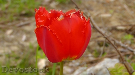 Devostock Tulip Blossom Bloom Red 1