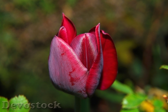 Devostock Tulip Blossom Bloom Red 2