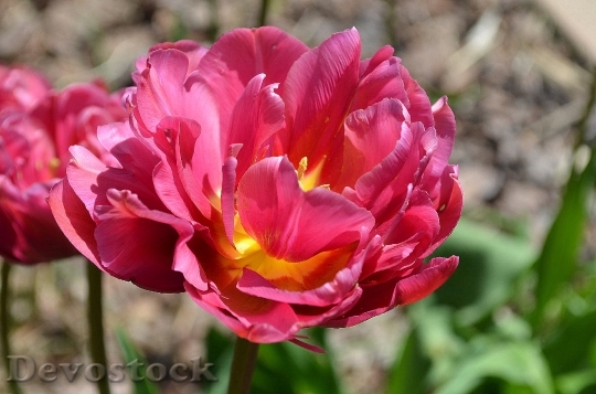 Devostock Tulip Blossom Bloom Red 3