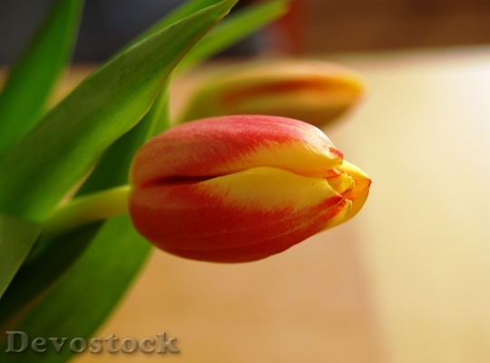 Devostock Tulip Blossom Bloom Red