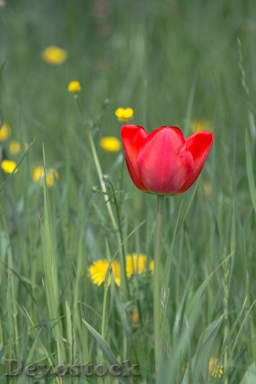 Devostock Tulip Blossom Bloom Spring 0