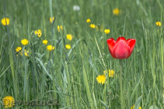 Devostock Tulip Blossom Bloom Spring 1