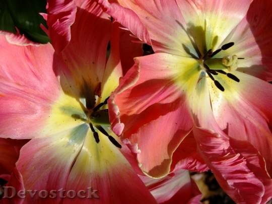 Devostock Tulip Blossom Bloom Spring 10