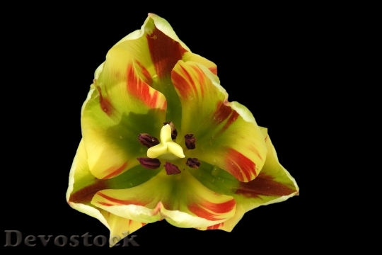 Devostock Tulip Blossom Bloom Spring 14