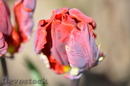 Devostock Tulip Blossom Bloom Spring 16
