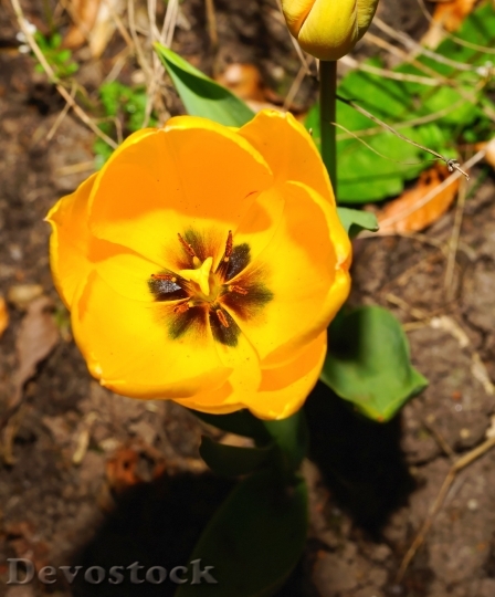 Devostock Tulip Blossom Bloom Spring 17