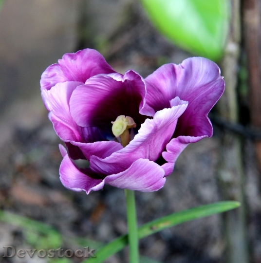 Devostock Tulip Blossom Bloom Spring 18