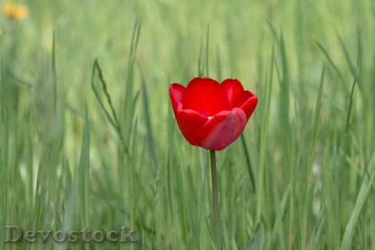 Devostock Tulip Blossom Bloom Spring 4