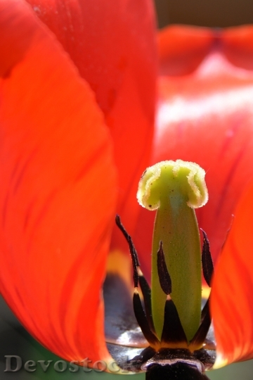 Devostock Tulip Blossom Bloom Spring 5