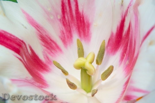 Devostock Tulip Blossom Bloom Spring 6
