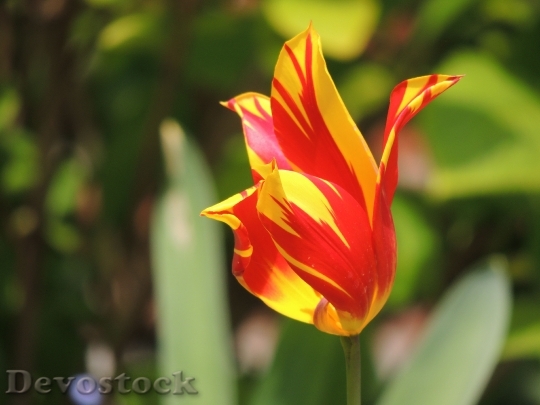 Devostock Tulip Blossom Bloom Spring 8