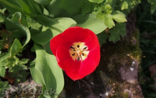 Devostock Tulip Blossom Bloom Spring 9