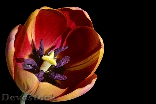Devostock Tulip Blossom Bloom Stamp 1