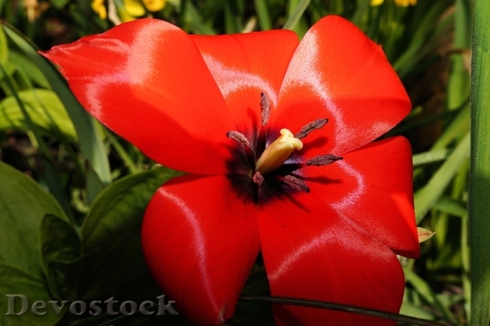 Devostock Tulip Blossom Bloom Stamp