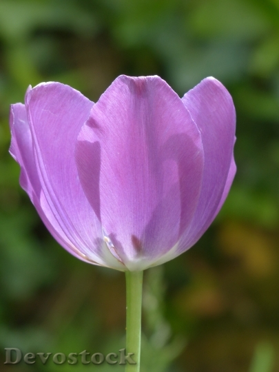Devostock Tulip Blossom Bloom Violet