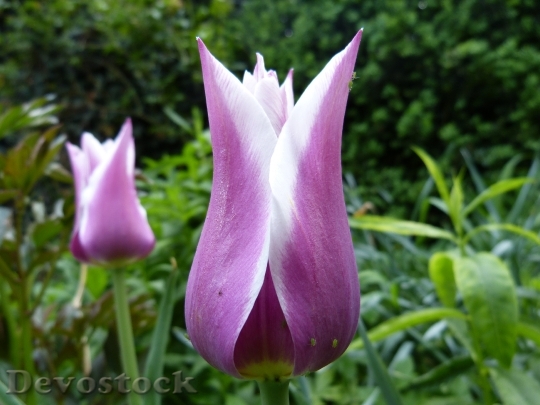 Devostock Tulip Blossom Bloom White 0