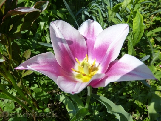 Devostock Tulip Blossom Bloom White 1