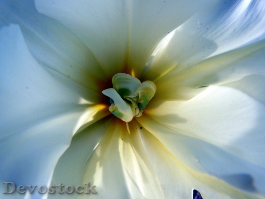 Devostock Tulip Blossom Bloom White