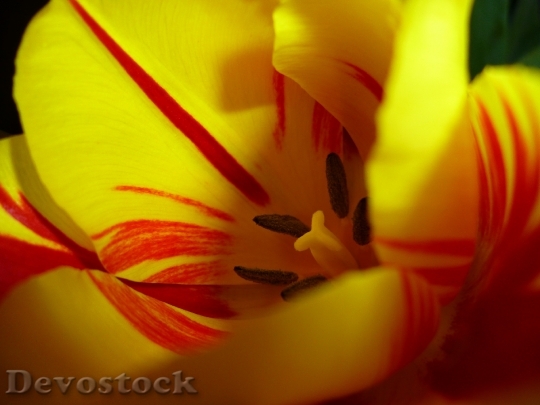 Devostock Tulip Blossom Bloom Yellow