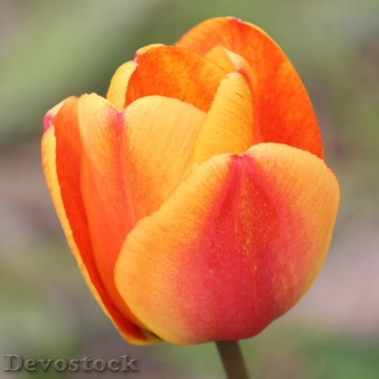 Devostock Tulip Blossomed Orange Flower