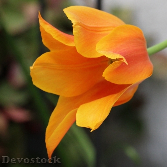 Devostock Tulip Blossomed Orange Spring