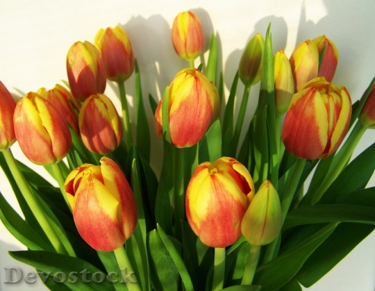 Devostock Tulip Bouquet Cut Flower 0