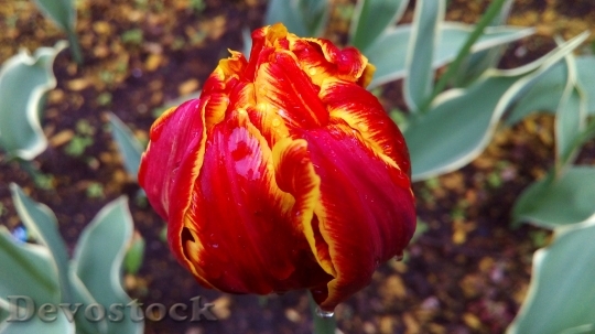 Devostock Tulip Bud Bloom Drops