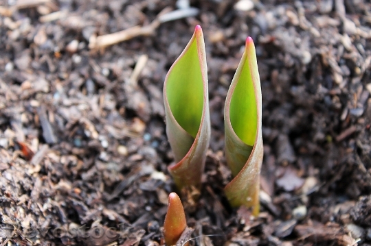 Devostock Tulip Bulb Emerge Tip