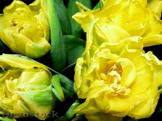 Devostock Tulip Bulbs