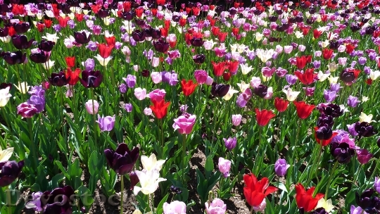 Devostock Tulip Central Park Spring