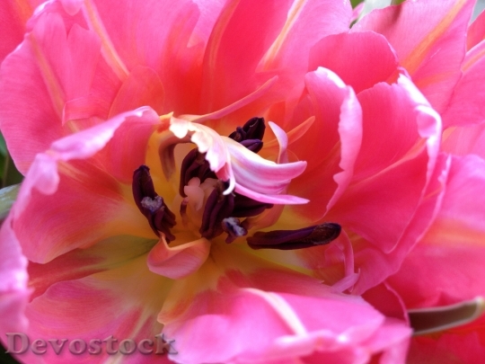 Devostock Tulip Cerise Flower Spring
