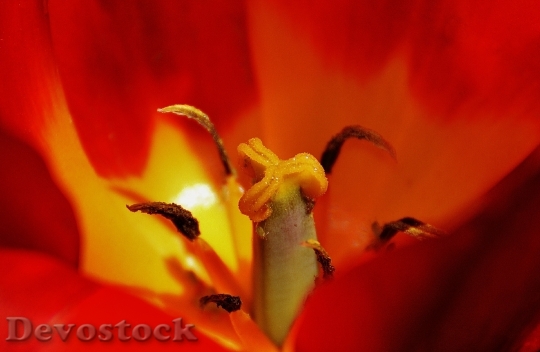 Devostock Tulip Close Red Yellow