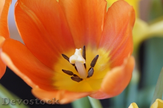 Devostock Tulip Close Spring 280902