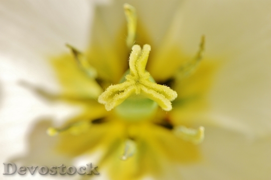 Devostock Tulip Close White Yellow