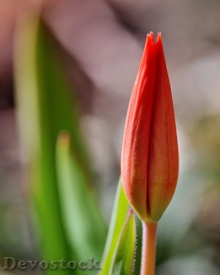 Devostock Tulip Closed Blossom Bloom
