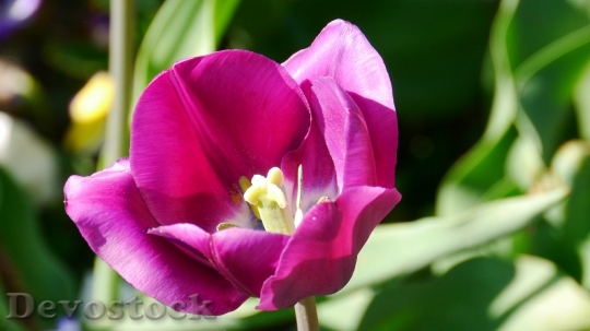 Devostock Tulip Color Spring Bloom