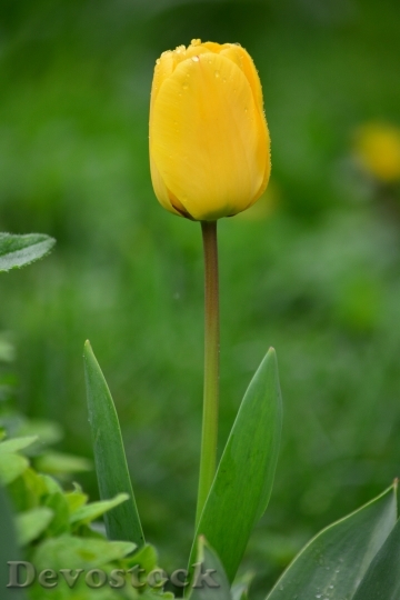 Devostock Tulip Critter Raindrops 329706