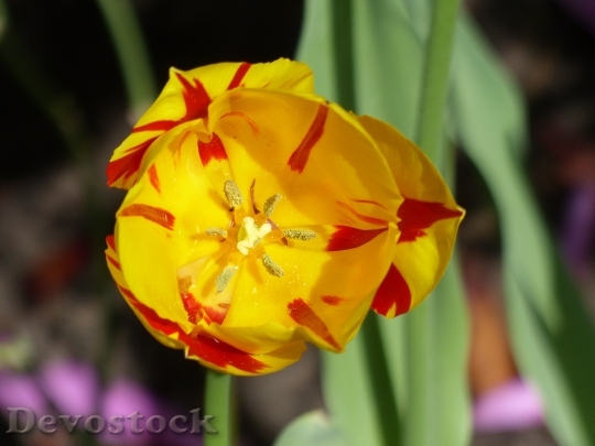 Devostock Tulip Cup Blossom Bloom