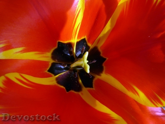Devostock Tulip Cup Tulip Blossom