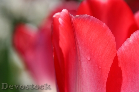 Devostock Tulip Drop Macro Flower