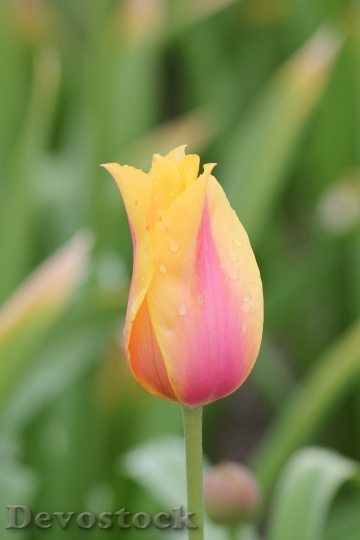 Devostock Tulip Drop Yellow 758688