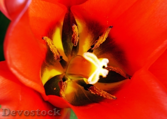 Devostock Tulip Early Bloomer Macro