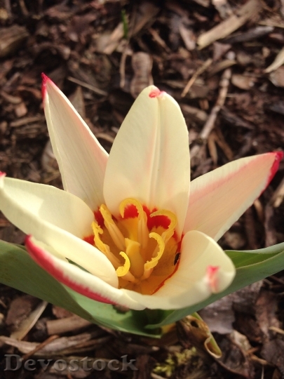 Devostock Tulip Early Bloomer Spring