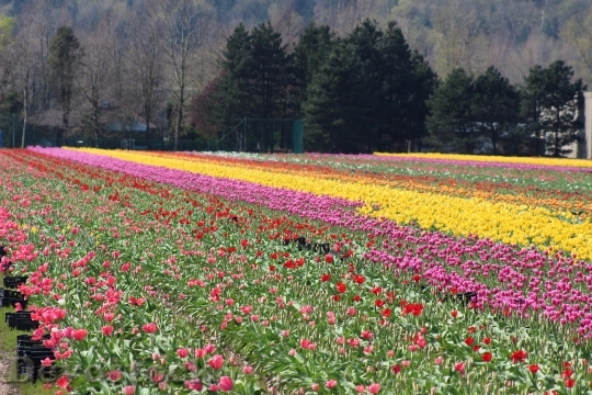 Devostock Tulip Farm Field Color