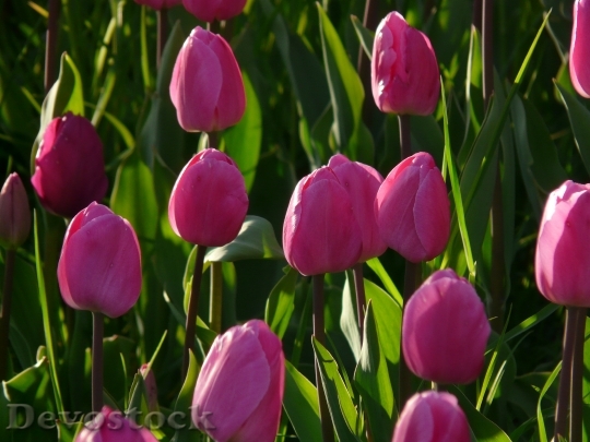 Devostock Tulip Field Tulips Pink 1